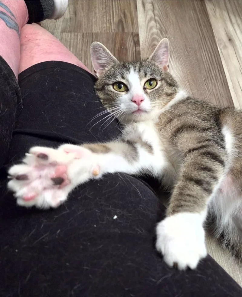 A young medium-sized female Domestic Short Hair cat named Gardenia for adoption in Lancaster, PA