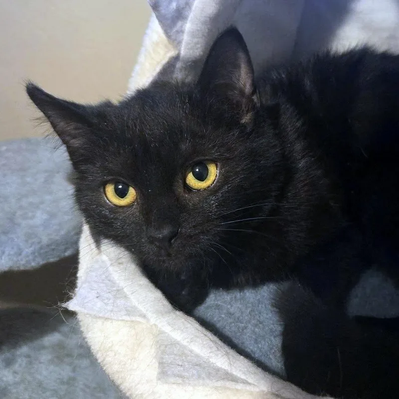 A baby small-sized female Black Domestic Short Hair cat named Callie for adoption in Pittsburgh, PA