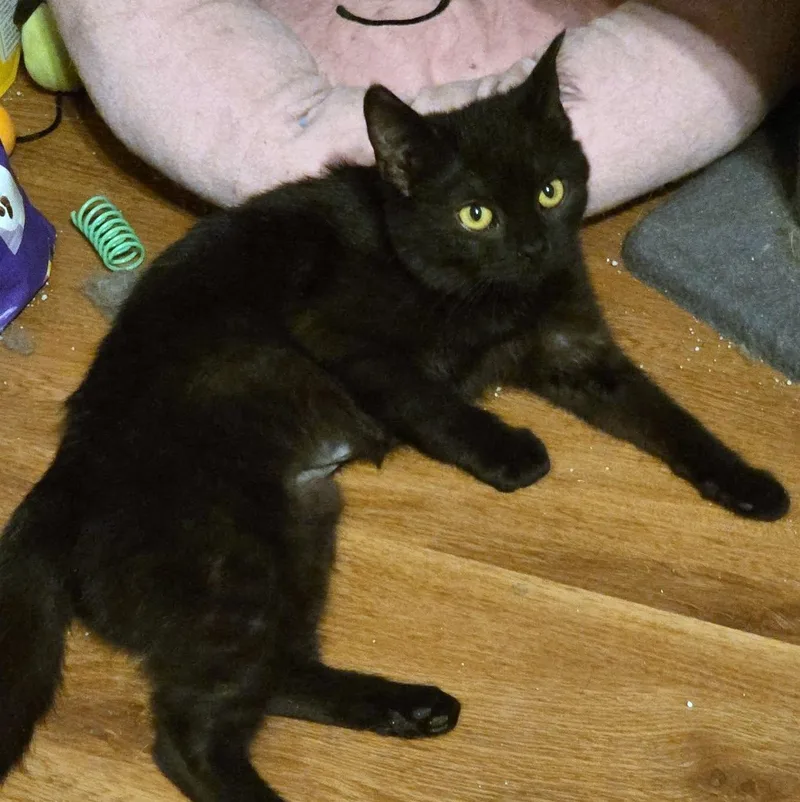 Callie thumbnail 5