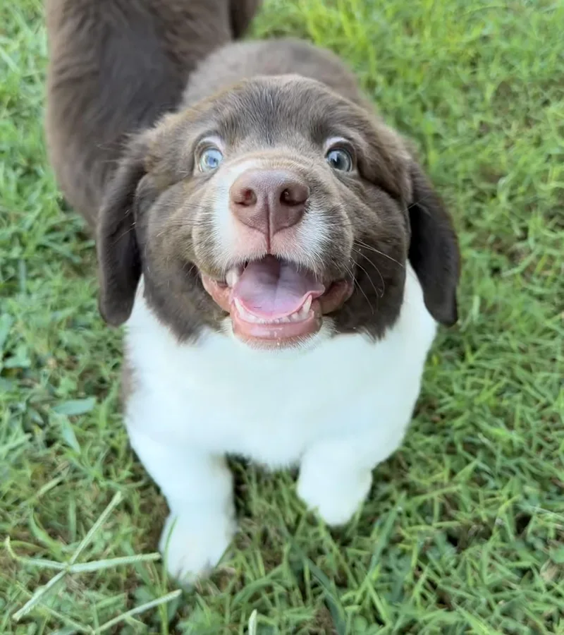 Kibbles thumbnail 3
