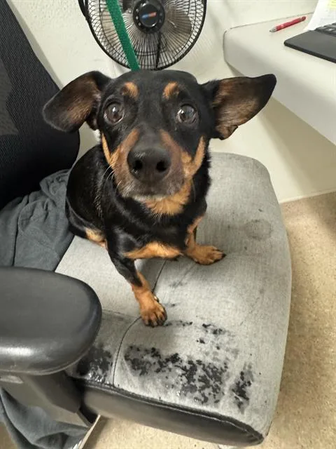 A young small-sized male Dachshund dog named Prime for adoption in Bakersfield, CA