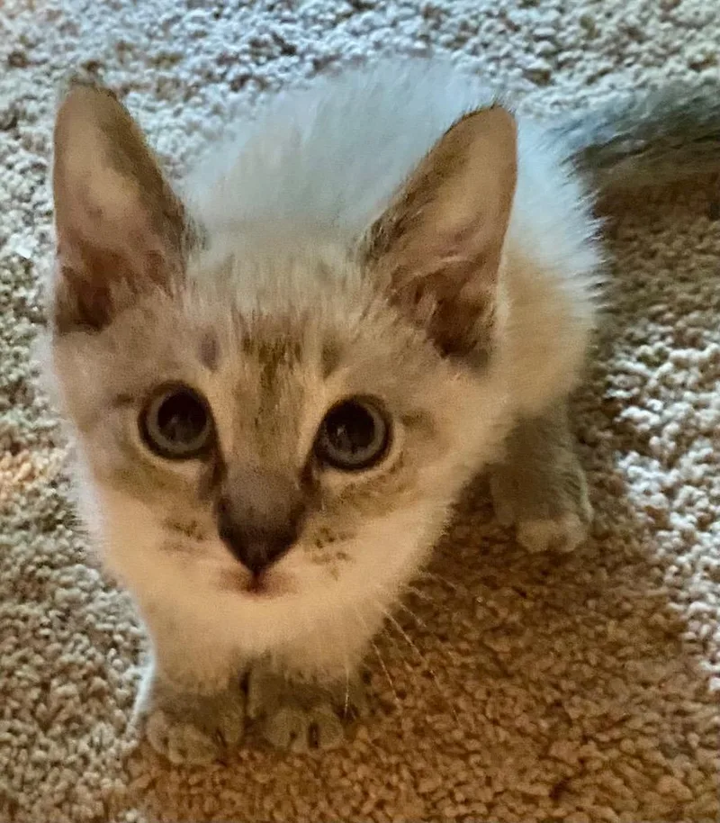 Snickerdoodle
