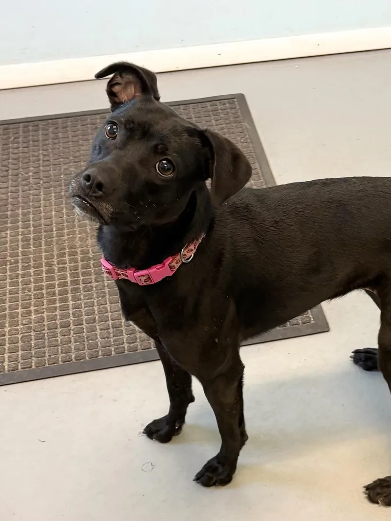 A baby medium-sized female Mixed Breed dog named Izzy for adoption in Big Rapids, MI
