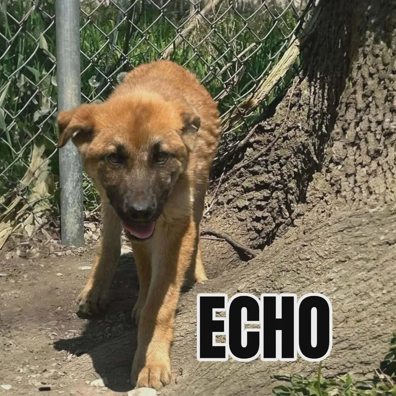 A baby medium-sized male Bicolor Shepherd dog named Echo for adoption in Westwood, NJ