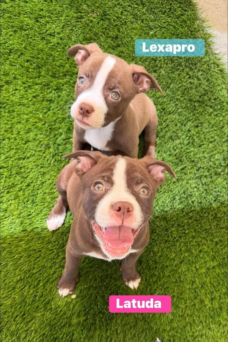 A baby medium-sized female Staffordshire Bull Terrier dog named Latuda for adoption in Phoenix, AZ