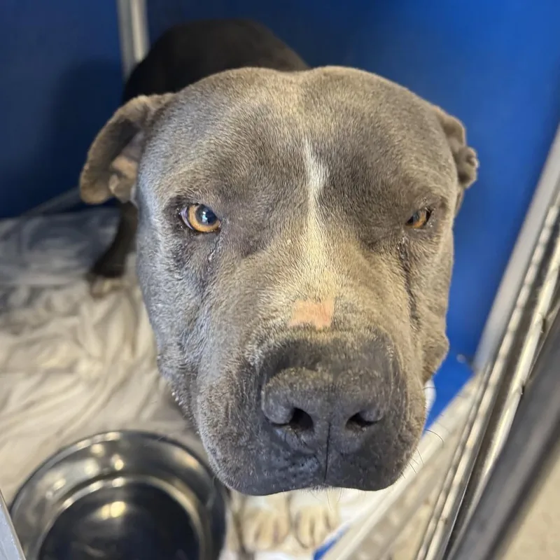 An adult large-sized male Gray / Blue / Silver Mixed Breed dog named Chucho for adoption in Las Cruces, NM
