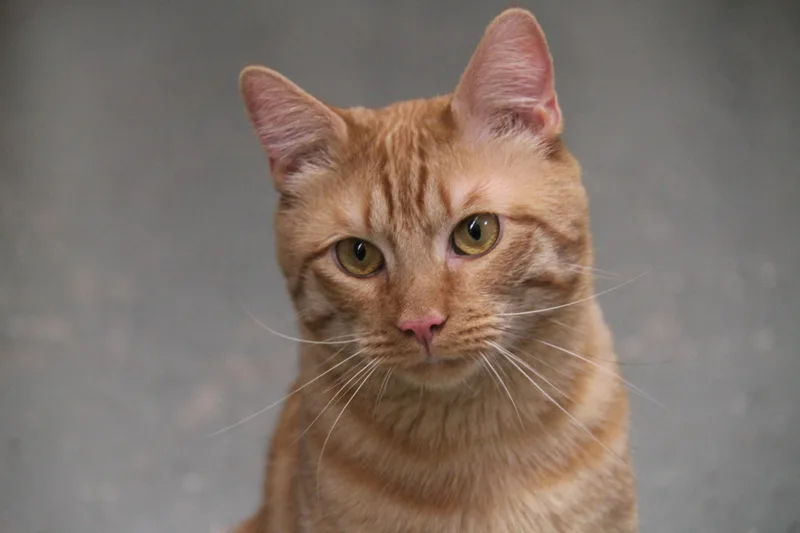 A young medium-sized male Tabby (Orange / Red) Domestic Short Hair cat named Amiri for adoption in Norton, MA
