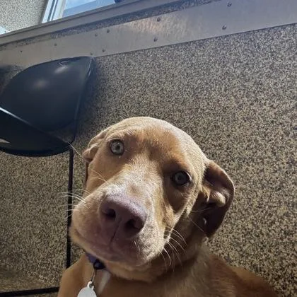 An adult medium-sized female Mixed Breed dog named Hannah for adoption in Merriam, KS