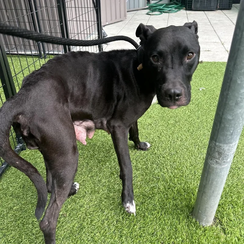 An adult medium-sized female Black American Staffordshire Terrier dog named Momma Zara for adoption in Tampa, FL