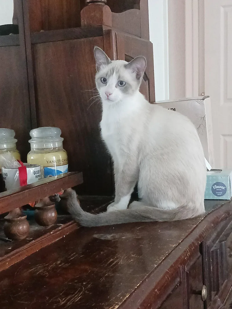 A young medium-sized male Siamese cat named Lotus for adoption in Wesley Chapel, FL