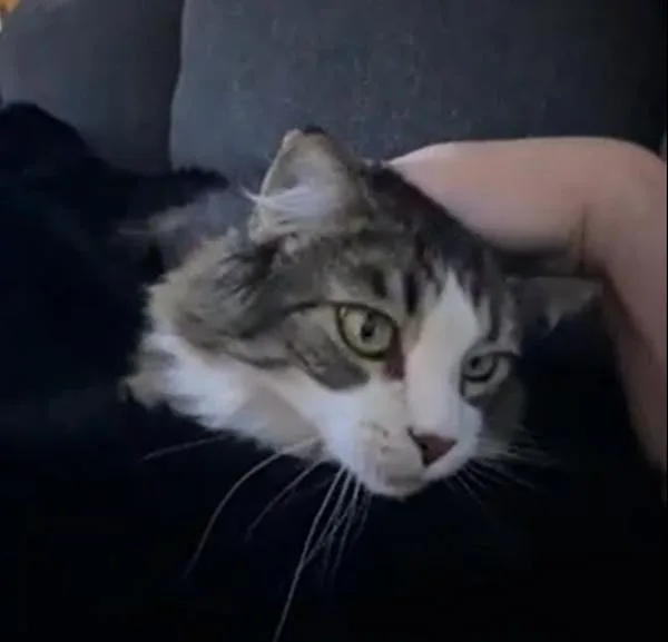 An adult large-sized female Domestic Long Hair cat named Luna for adoption in San Diego, CA