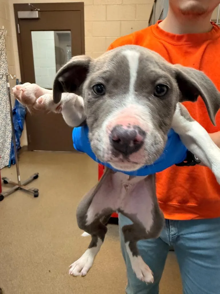 A young medium-sized male Mixed Breed dog named Sam for adoption in Rome, GA