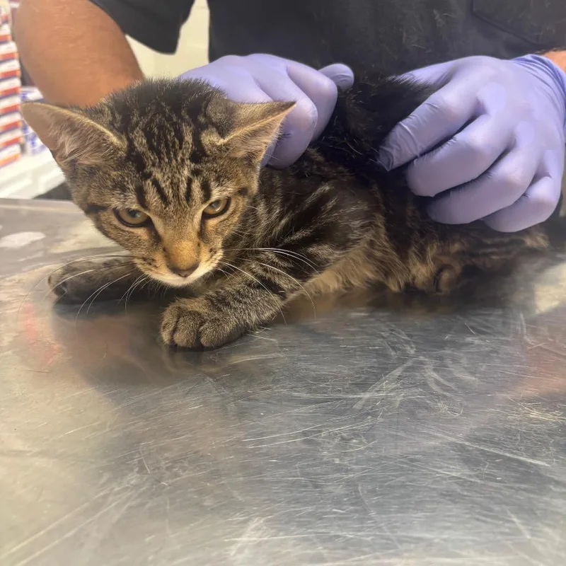 A baby small-sized female Black Domestic Medium Hair cat named Lobster for adoption in Clanton, AL