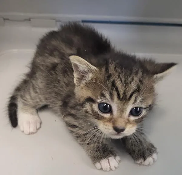 A baby small-sized female Domestic Short Hair cat named Kc for adoption in Lawrenceville, GA