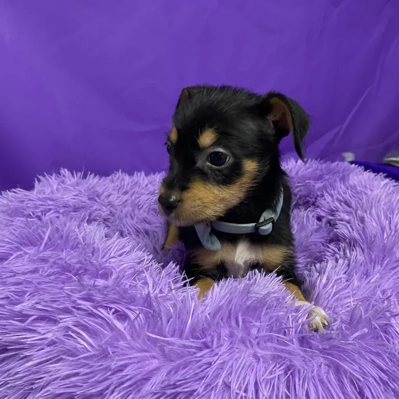 A baby small-sized male Black Miniature Pinscher dog named Gumba for adoption in North Myrtle Beach, SC
