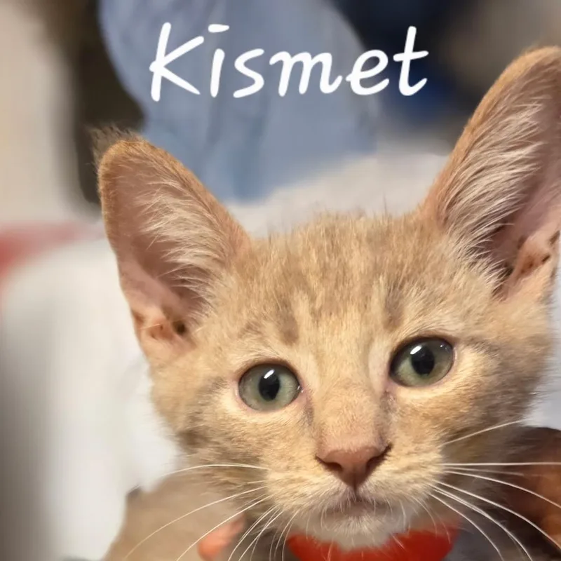 A baby small-sized male Cream / Ivory Domestic Short Hair cat named Kismet for adoption in Waldorf, MD