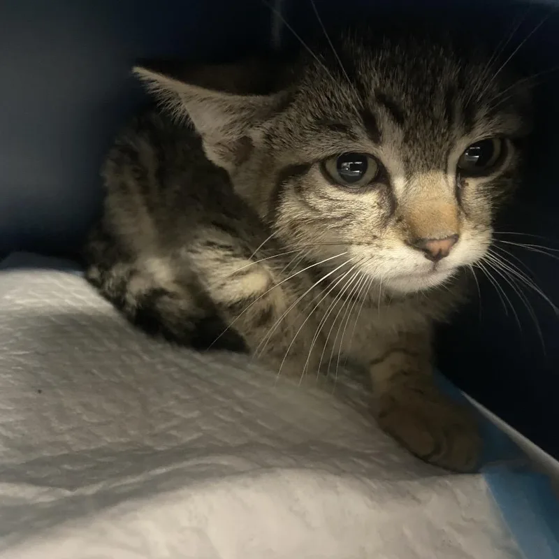 A baby small-sized male Brown / Chocolate Domestic Short Hair cat named Pekin for adoption in Binghamton, NY
