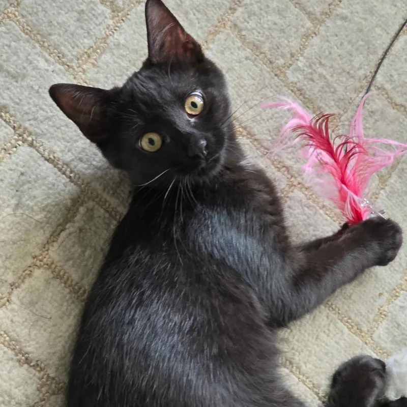 A baby small-sized female Black Domestic Short Hair cat named Tisiphone for adoption in Gibsonia, PA