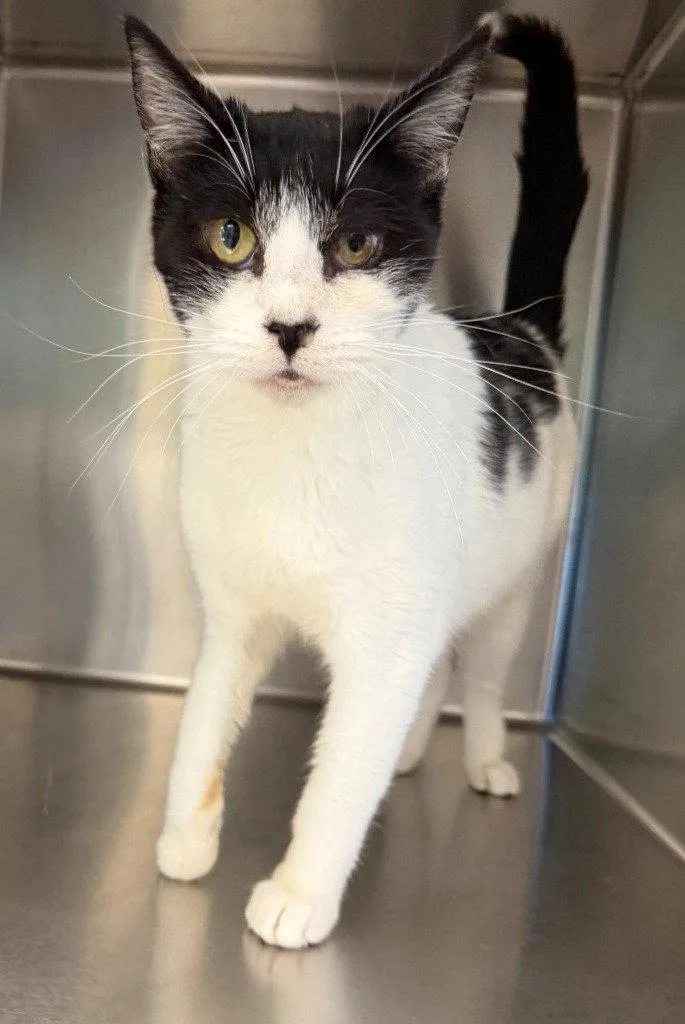 An adult medium-sized female Black & White / Tuxedo Domestic Short Hair cat named Hetty for adoption in St. Helens, OR