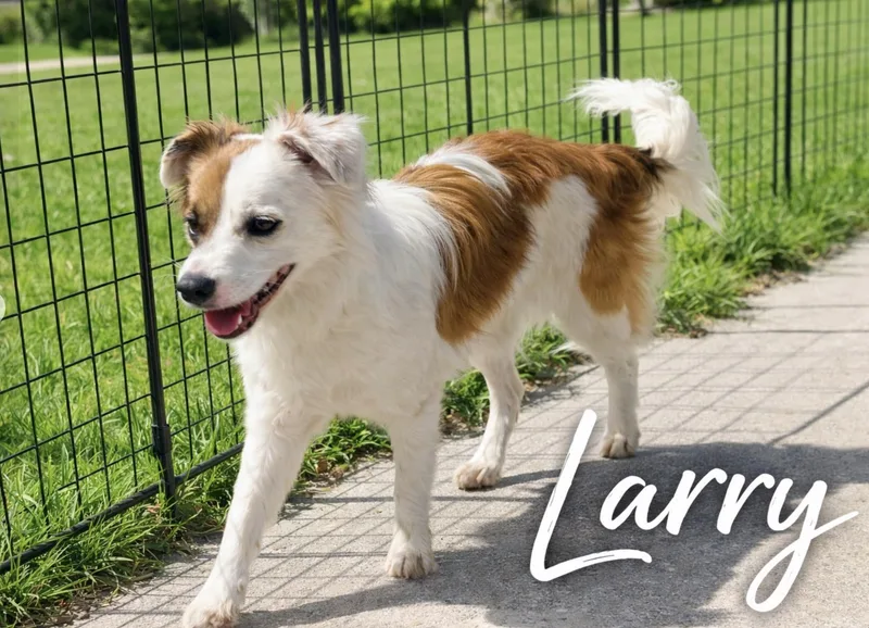 A young small-sized male Australian Shepherd dog named Larry for adoption in Allen, TX