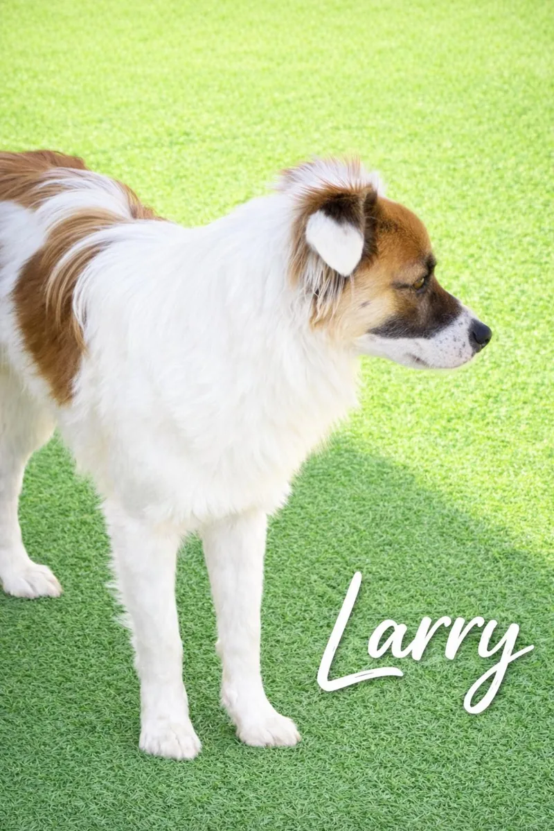 Larry thumbnail 2