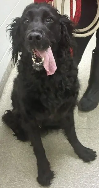 An adult large-sized female Mixed Breed dog named Lola for adoption in Cincinnati, OH