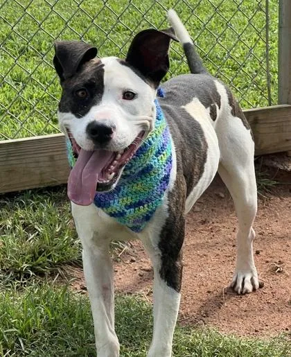 A baby medium-sized male Pit Bull Terrier dog named Rufus $ for adoption in Seneca, SC