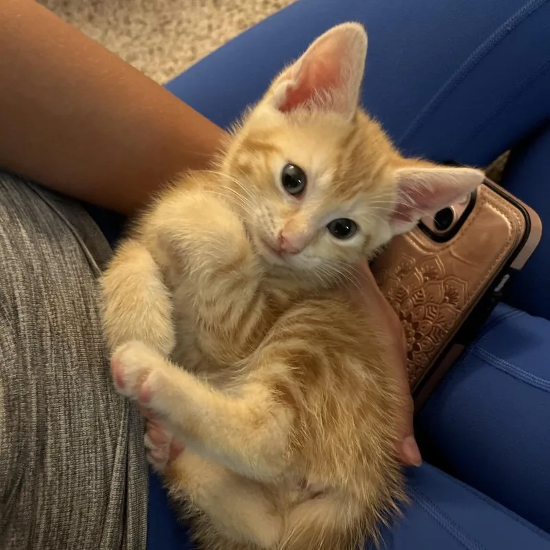 A baby small-sized female Orange / Red Domestic Short Hair cat named Skippy for adoption in Hamilton, GA