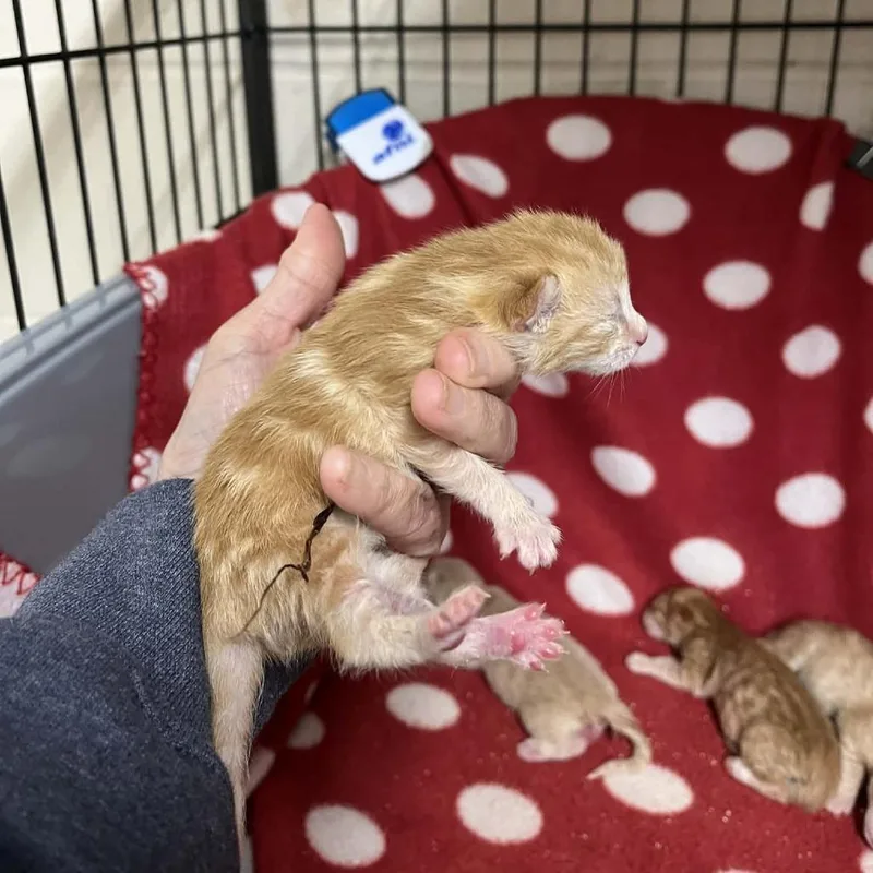 Skippy thumbnail 2