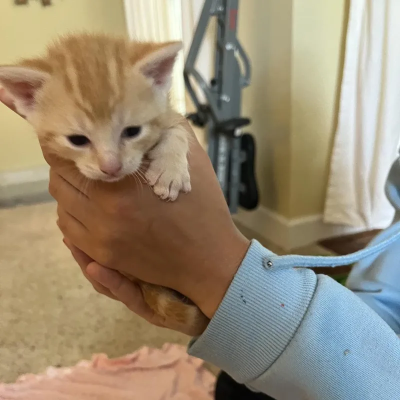 Skippy thumbnail 3