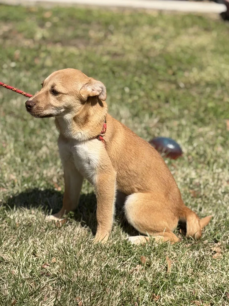 A young small-sized female Labrador Retriever dog named Almond for adoption in Locust Fork, AL