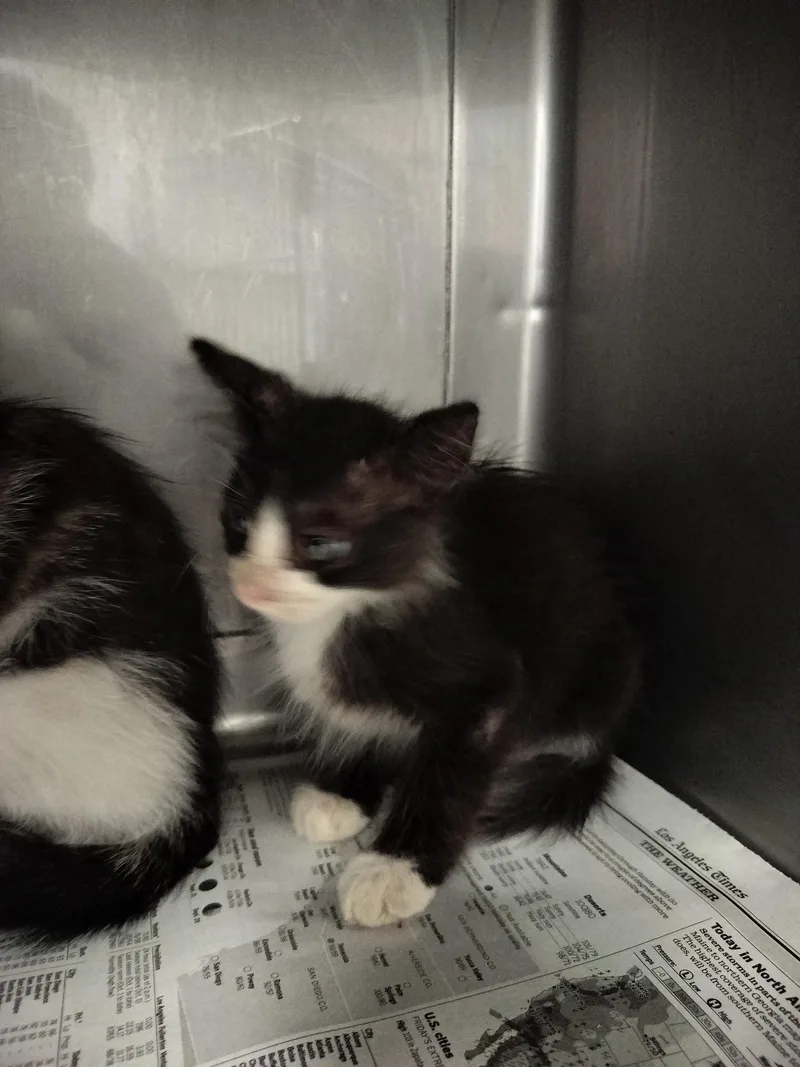 A baby small-sized male Domestic Short Hair cat named Lamos for adoption in Chatsworth, CA