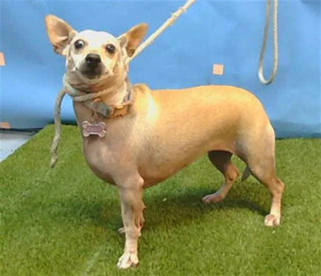 An adult medium-sized female Chihuahua dog named Isabelle for adoption in Gardena, CA