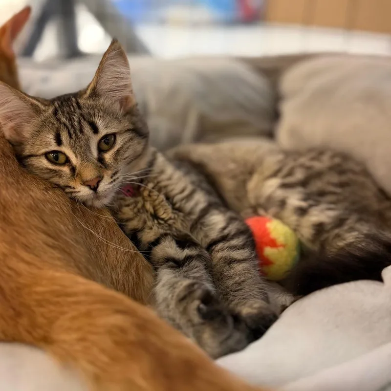 A baby small-sized female Domestic Medium Hair cat named Kennedy for adoption in Portage, MI