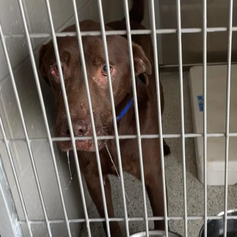 An adult large-sized male Brown / Chocolate Labrador Retriever dog named Browning for adoption in Carlyle, IL