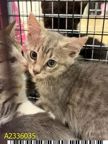 A baby small-sized male Domestic Short Hair cat named Goose for adoption in West Palm Beach, FL