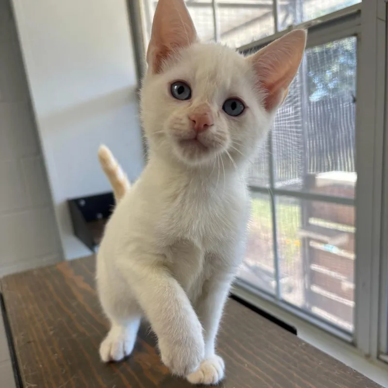 A baby small-sized male White Domestic Short Hair cat named Sargent Swatter for adoption in Carencro, LA