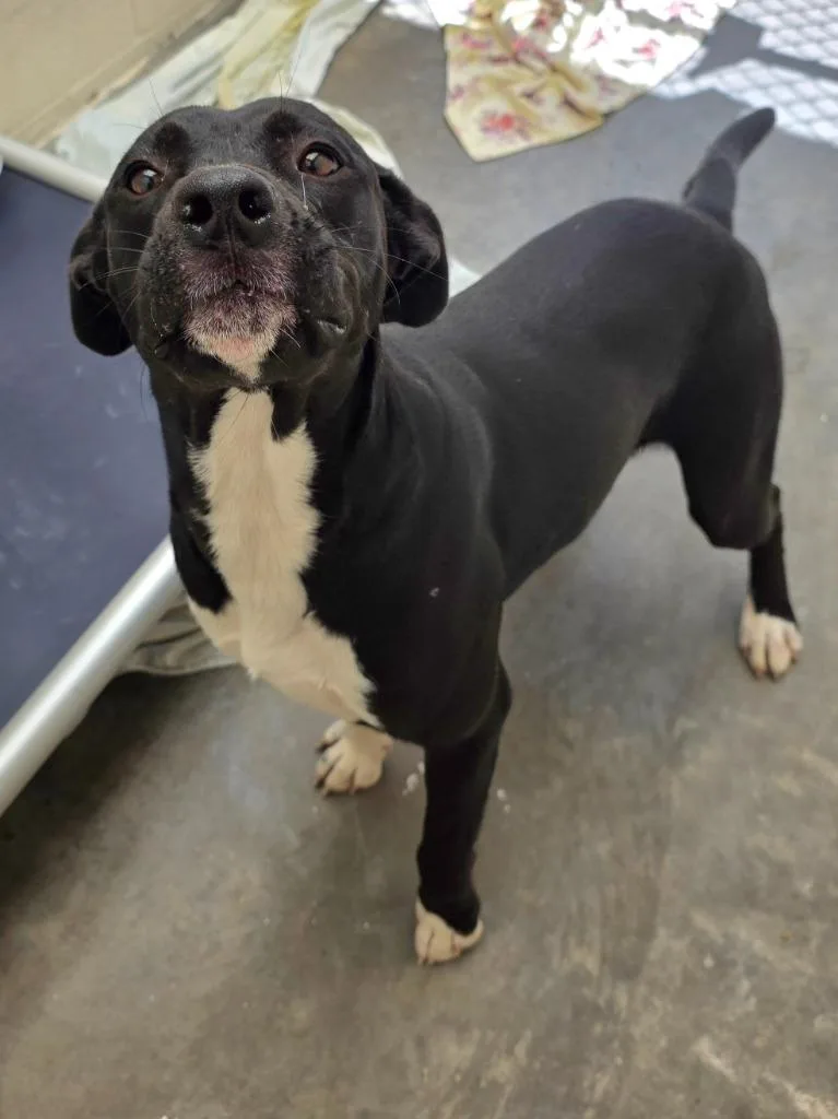 A young medium-sized male Terrier dog named Vince AC for adoption in Greeneville, TN