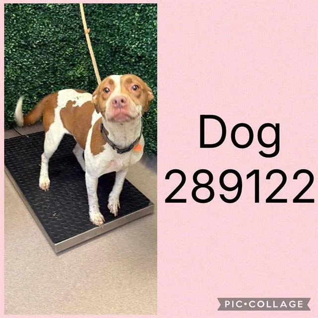 A young medium-sized female Mixed Breed dog named Dogbowie for adoption in Macon, GA