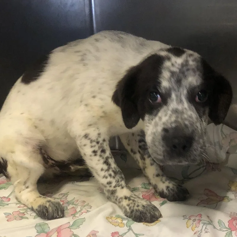 A baby medium-sized male Black Australian Cattle Dog / Blue Heeler dog named Anakin for adoption in Parma, OH