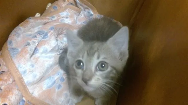 A baby small-sized female Domestic Short Hair cat named Olivia for adoption in Miami, FL