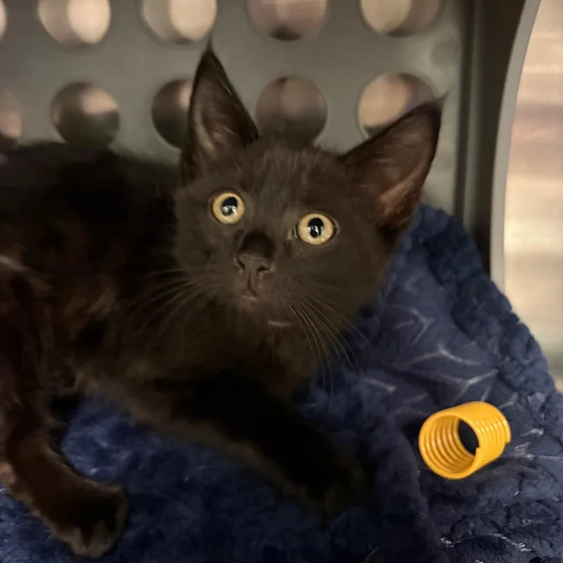 A baby small-sized female Black Domestic Short Hair cat named Rachel for adoption in Keizer, OR