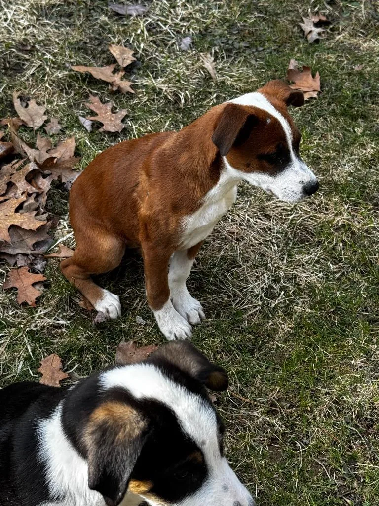 Olive Fuzz thumbnail 2