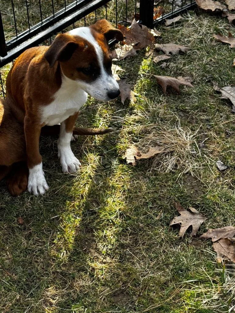 Olive Fuzz thumbnail 3