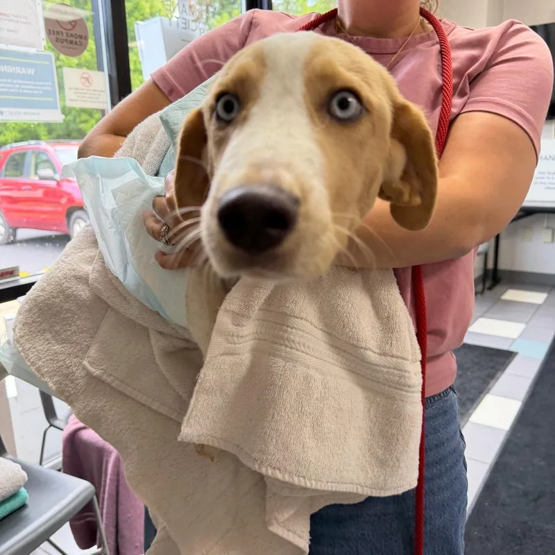 A baby medium-sized female Yellow / Tan / Blond / Fawn Mixed Breed dog named Reagan for adoption in Grand Rapids, MI