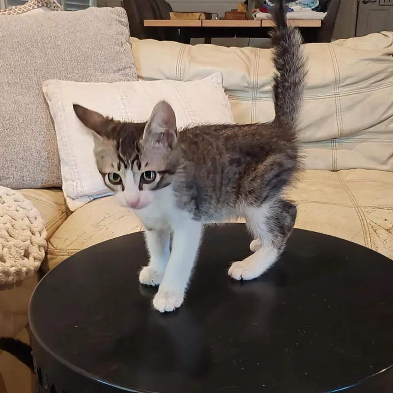 A baby small-sized male Gray / Blue / Silver American Shorthair cat named The Famous Jeff Jackson for adoption in Boerne, TX