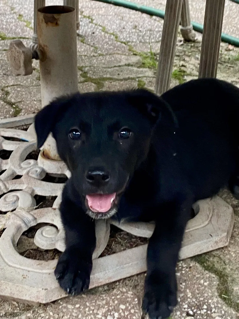 A baby medium-sized female Labrador Retriever dog named Tulla for adoption in Barnhart, MO