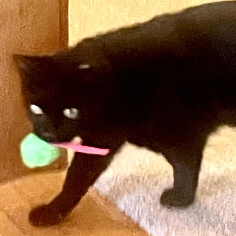 An adult medium-sized female Black Domestic Short Hair cat named Bella for adoption in Traverse City, MI