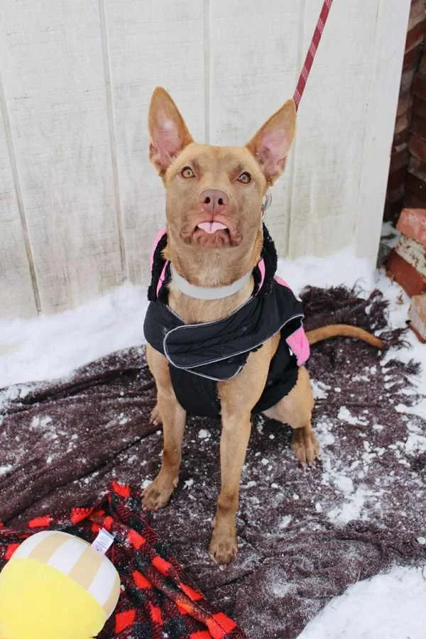 A young medium-sized female Terrier dog named Abby for adoption in Indiana, PA