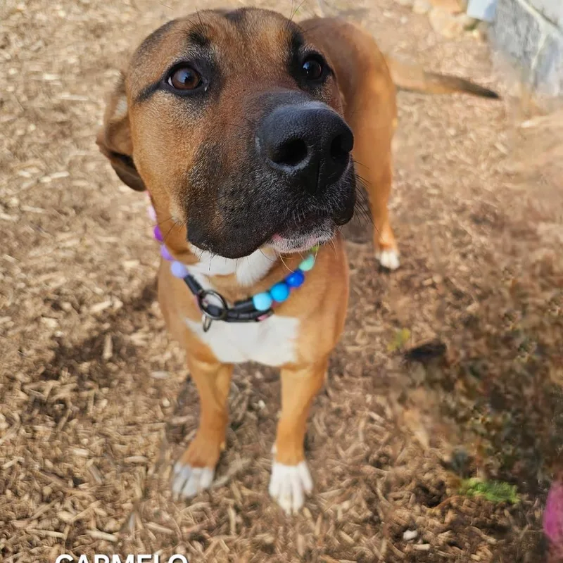 Carmelo
